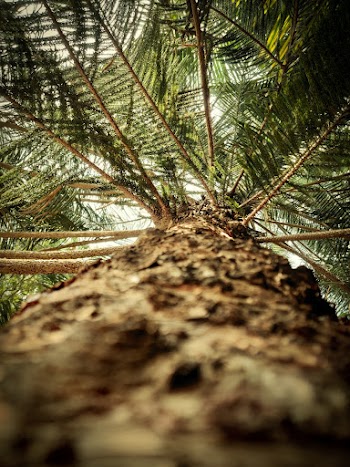 Close Up Photo of a Tree