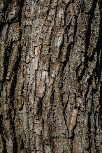 Close-Up Photo of a Tree Bark
