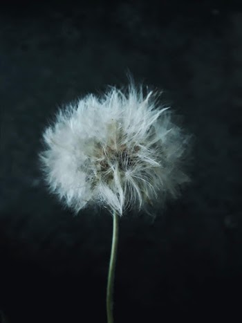 Close-Up Photo of a White Dandelion