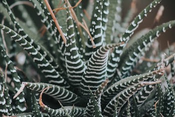 Close-Up Photo of Agave Plant