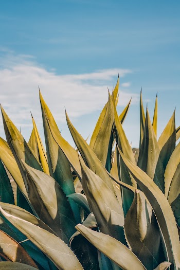 Close-up Photo of Agave Plant Under Blue Sky