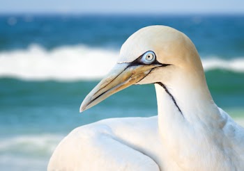 Close-up Photo of Albatross Bird
