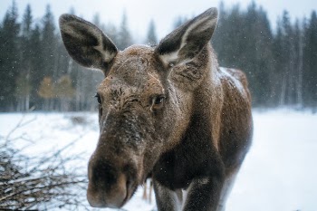 Close-up Photo of an Alaskan Moose