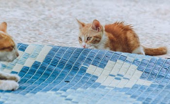 Close-Up Photo of an Orange Kitten
