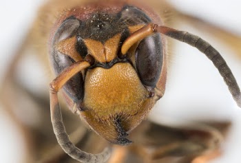 Close-Up Photo of Ant