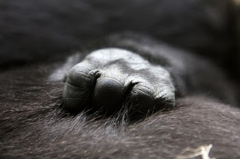 Close Up Photo of Ape's Hand