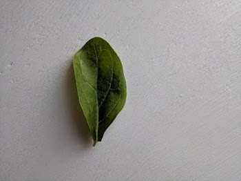 Close-Up Photo of Basil Leaf