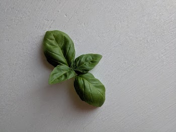 Close-Up Photo of Basil Leaves