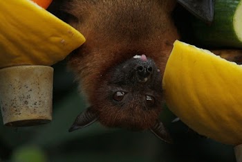 Close-Up Photo of Bat