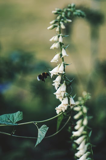 Close-Up Photo of Bee Near White Flowers