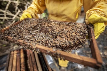 Close Up Photo of Bees