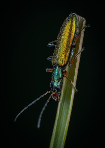 Close-Up Photo of Beetle