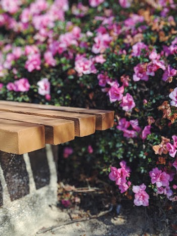 Close-Up Photo Of Bench Near Flowers