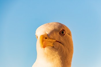 Close-Up Photo of Bird
