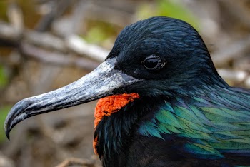 Close-Up Photo of Bird