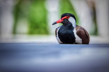 Close-Up Photo of Bird