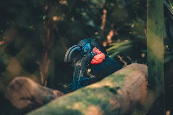 Close-Up Photo of Bird