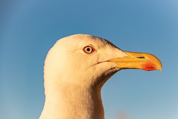 Close-Up Photo of Bird's Head