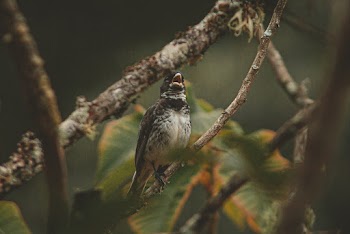Close-Up Photo of Bird Perched On Branch