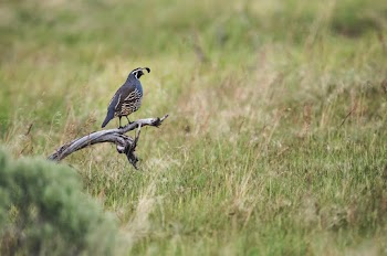 Close-Up Photo of Bird Perched On Branch