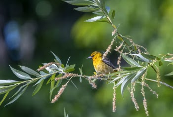 Close-Up Photo of Bird Perched On Branch
