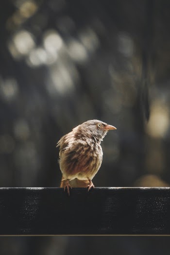 Close-Up Photo of Bird Perched on Railing