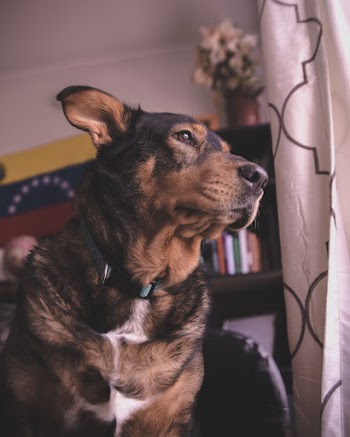 Close-up Photo of Black and Brown Dog Near White Quatrefoil Curtain