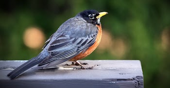 Close Up Photo of Black and Brown Sparrow Bird on Gray Wooden Bar during Daytime