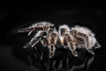 Close-up Photo of Black and Brown Tarantula