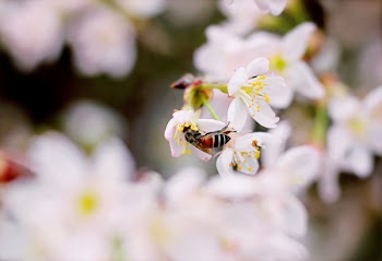 Close-up Photo of Black and Brown Wasp on White 5-petaled Flower