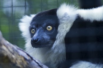 Close Up Photo of Black and White Animal