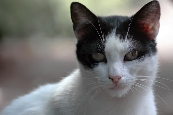 Close-Up Photo of Black And White Cat