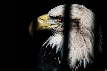 Close Up Photo of Black and White Eagle