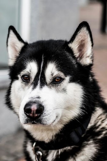 close up photo of black and white Siberian husky dog