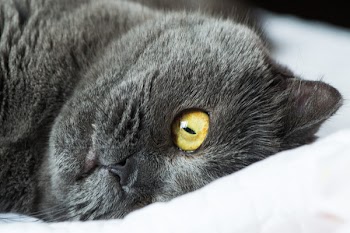 Close Up Photo Of Black Cat 