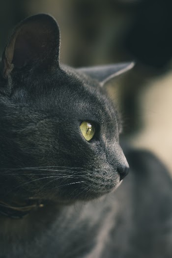 Close Up Photo Of Black Cat
