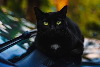 Close-Up Photo of Black Cat