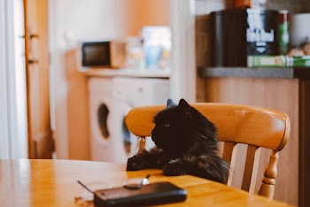 Close-Up Photo of Black Cat