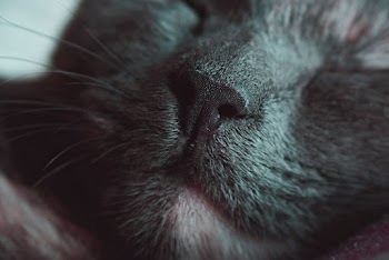 Close-up Photo of Black Cats Snout
