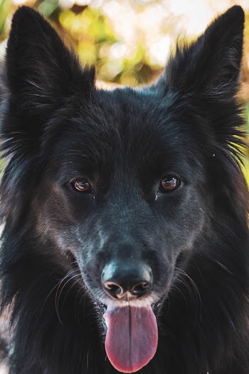 Close-Up Photo of Black Dog