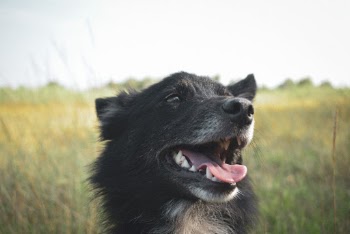 Close-Up Photo of Black Dog