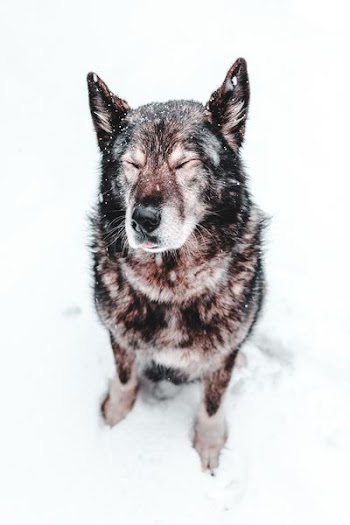 close up photo of black dog sitting on snow