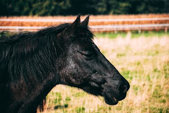 Close-Up Photo of Black Horse