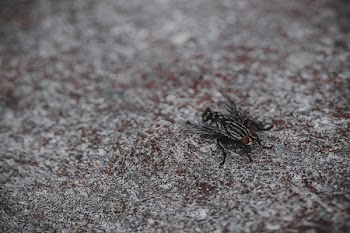 Close Up Photo of Black Horsefly