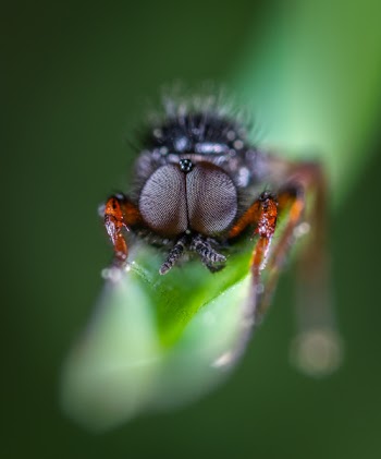 Close-Up Photo Of Black Insect On Top Of Green Leaf