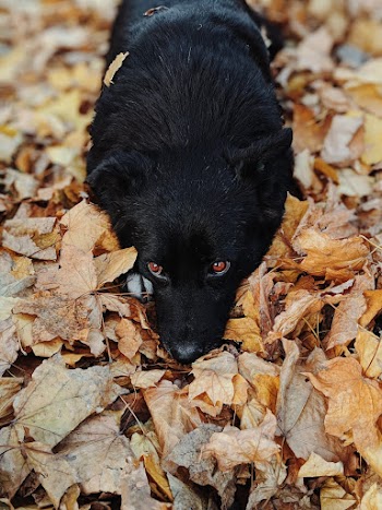 Close-up Photo of Black Schipperke Dog Resting on Dry Foliage