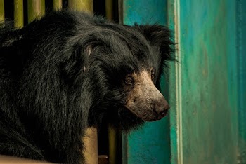 Close-up Photo of Black Sloth Bear