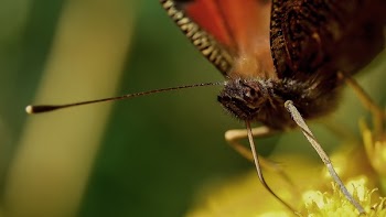 Close Up Photo of Black Winged Insect