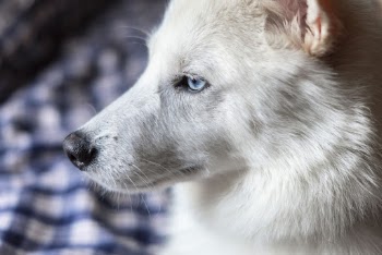 Close-up Photo of Blue-eyed White Fur Dog