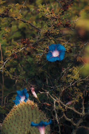 Close-Up Photo of Blue Flowers